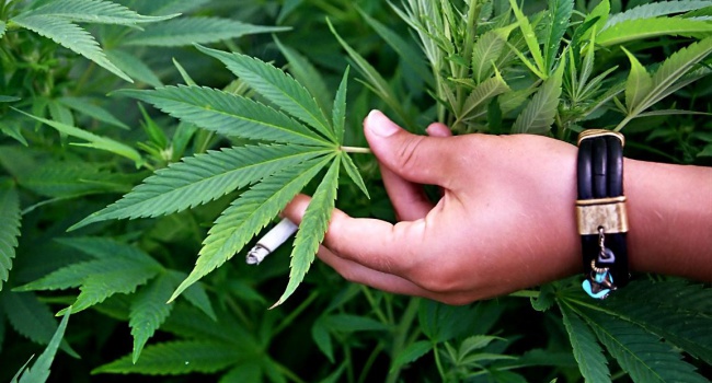 Американские ученые сделали новое открытие о пользе марихуаны