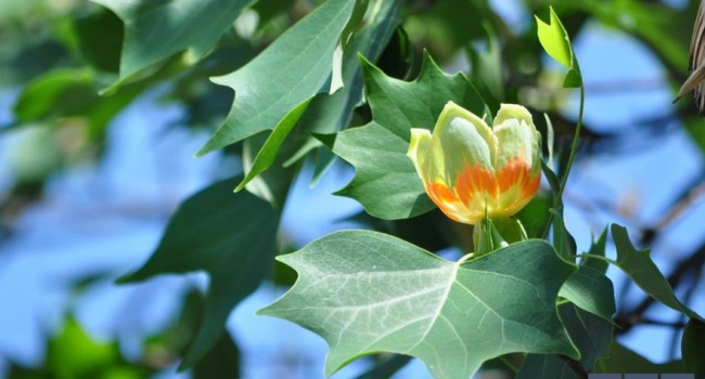 В Ужгороде зацвели тюльпаны на деревьях