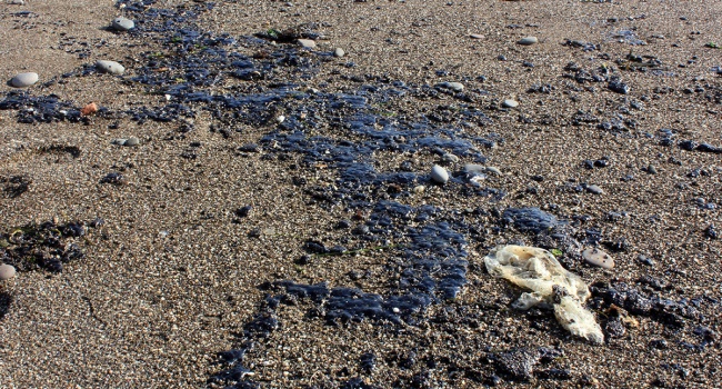 На курортах Крыма люди купаются в мазуте, - фото На курортах Крыма люди купаются в мазуте, - фото