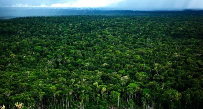 Глобальное потепление погубит амазонские леса