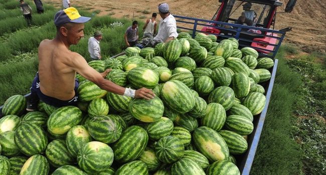 Фермеры из Херсонской области осуществили поставку первого урожая арбузов