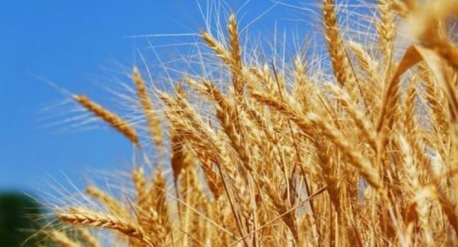 Мягкие сорта пшеницы: покупка и продажа качественного зерна