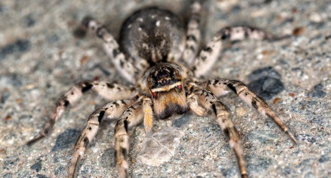 Страшное зрелище: в центре Запорожья жители увидели тарантула