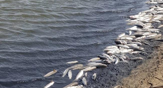Травят рыбу сероводородом: В Херсонской области произошла трагедия