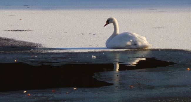 Примерзли ко льду: В Запорожской области удалось спасти стаю лебедей 