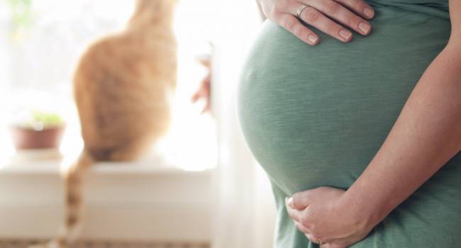«Необходимо отдалиться?»: Медики поведали о нюансах общения беременных с домашними любимцами