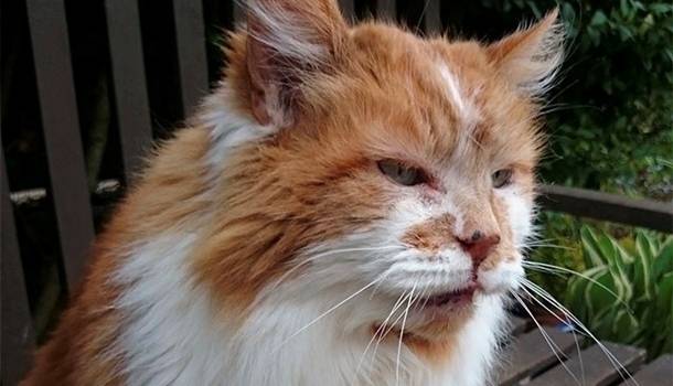 Абсолютный рекордсмен Книги Гиннесса: в Британии скончался старейший в мире кот 
