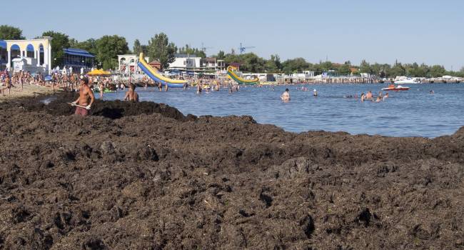 «Никто за этим не следит»: побережье Крыма превратилось в вонючее болото