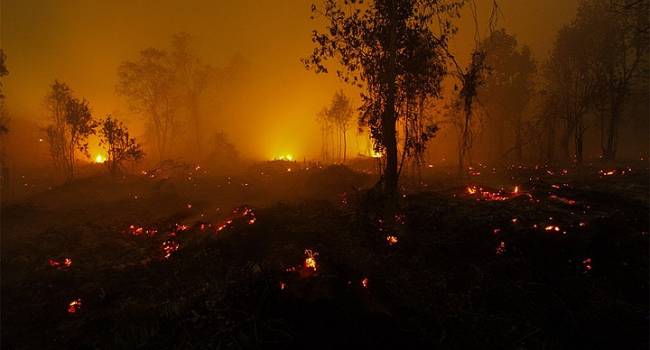 Очередной лесной пожар в Луганской области: Из-за обстрела боевиков начали гореть деревья 