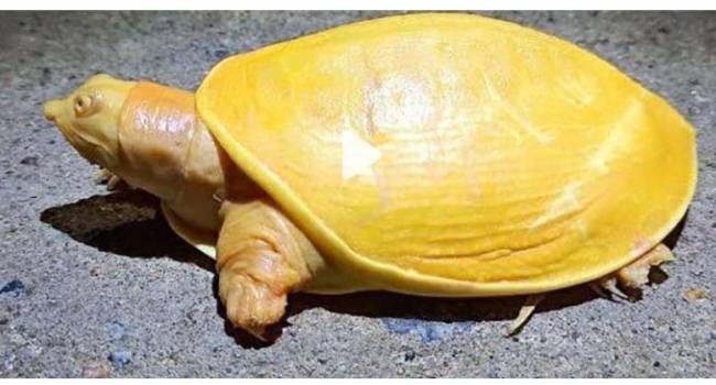 Похожа на альбиноса: в Индии обнаружили уникальную желтую черепаху