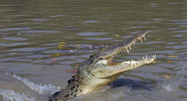 Купание запретили: немецкие рыбаки обнаружили крокодила в реке, - все силы брошены на поиски