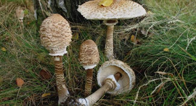  ������� ������� ������ ���������� �������� ����� 