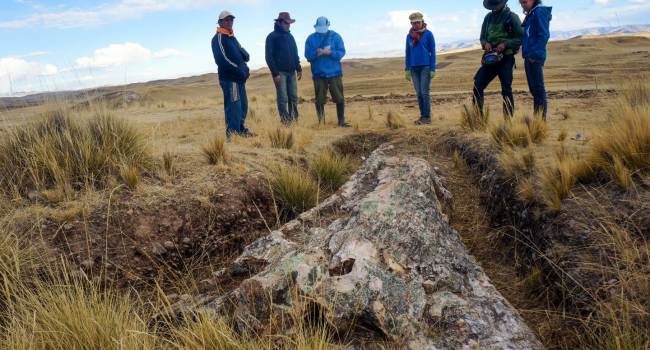«Возраст - 10 миллионов лет»: ученые обнаружили в Перу гигантское дерево