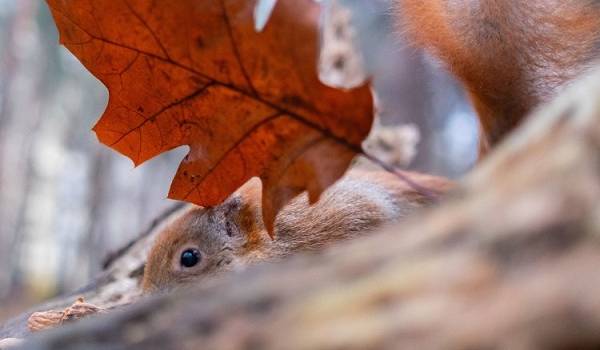 Синоптики предрекли Украине аномально теплую бесснежную зиму 