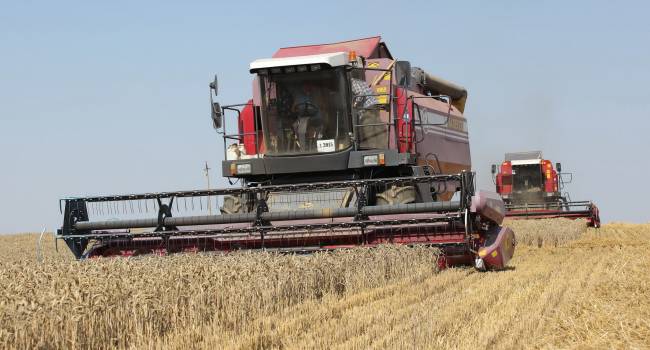 Специалисты ухудшили прогноз по урожаю в Украине в этом году