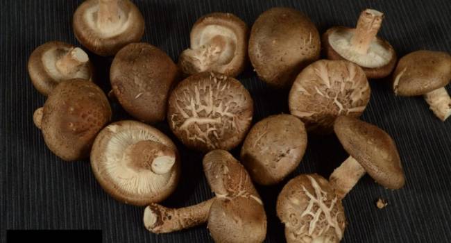 Эксперт назвал гриб, блокирующий развитие рака
