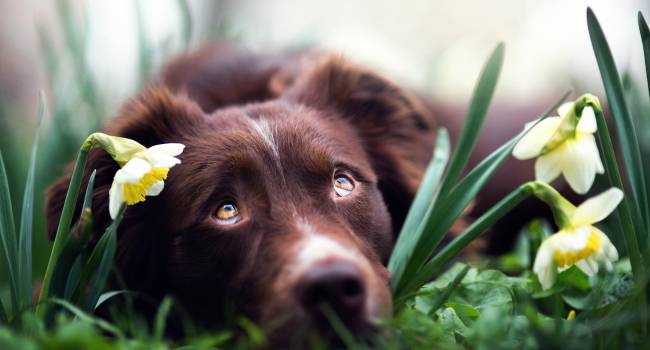   «Держите от них животных подальше»: кинолог рассказал о самых опасных растениях для собак