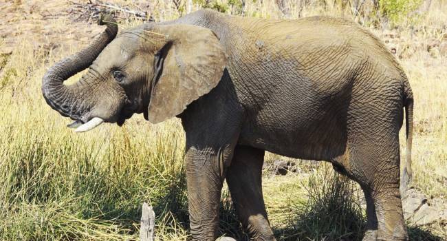 Абсолютный рекорд для этого региона: в одном из американских зоопарков скончалась старейшая слониха Северной Америки Абсолютный рекорд для этого региона: в одном из американских зоопарков скончалась старейшая слониха Северной Америки