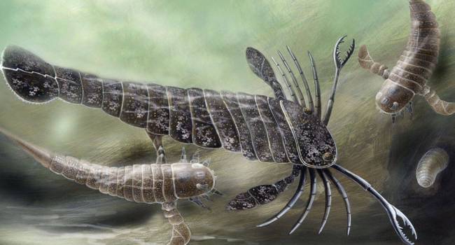«Мог жить как в воде, так и на суше»: ученые рассказали об уникальном древнем скорпионе