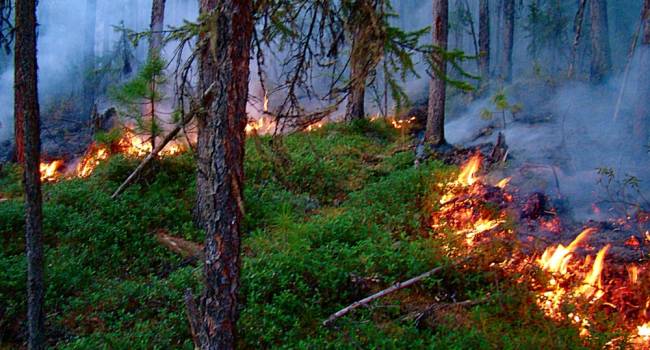 «Пренебрегают правилами безопасности»: спасатели назвали основную причину лесных пожаров 