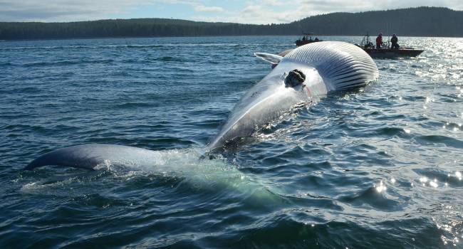Впервые за долгое время: в Адриатическом море заметили гигантских китов