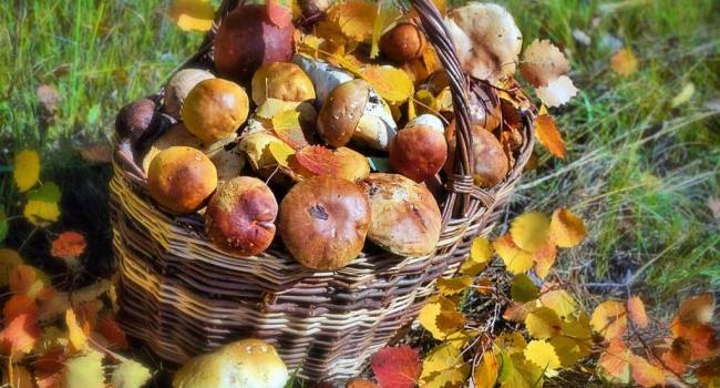  «Причинят токсический вред»: миколог рассказал об опасности съедобных грибов 