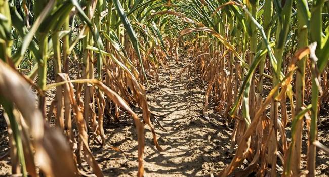 «Такого еще никогда не было»: народный синоптик заявил о потере урожая из-за небывалой засухи в Украине