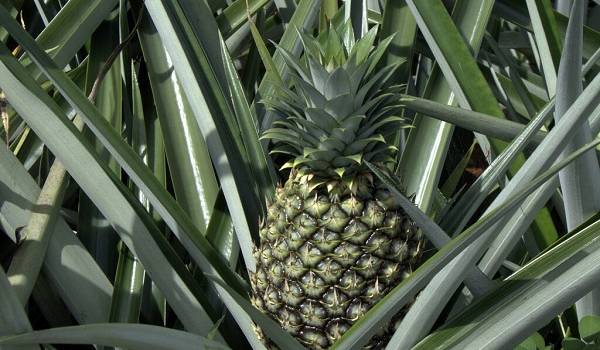Эксперты указали на свойства ананаса при лечении коронавируса 