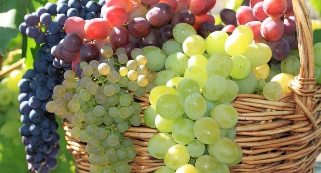Эксперты рассказали, как выбрать самый полезный и вкусный виноград 
