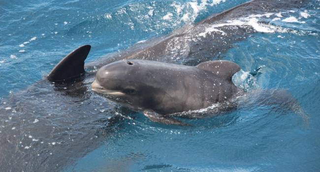 «Большинство уже погибли»: около 300 дельфинов застряли на мелководье в Австралии