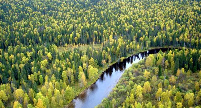 Российские ученые заявили о возможности управлять ростом деревьев при климатических изменениях 