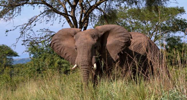 И снова глобальное потепление: ученые объяснили массовую гибель слонов в Африке