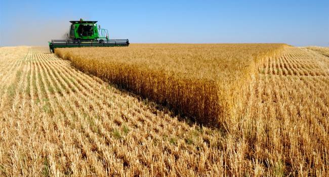 «Царица полей»: издание Bloomberg назвало Россию главным поставщиком пшеницы 