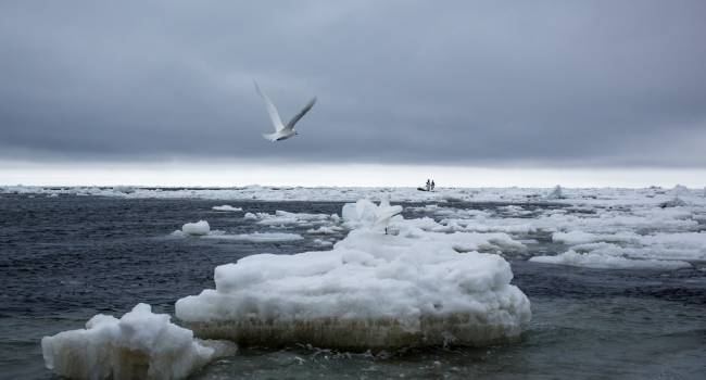 «Это не кратковременное явление»: ученые предупредили о рекордной потере льдов в Беринговом море