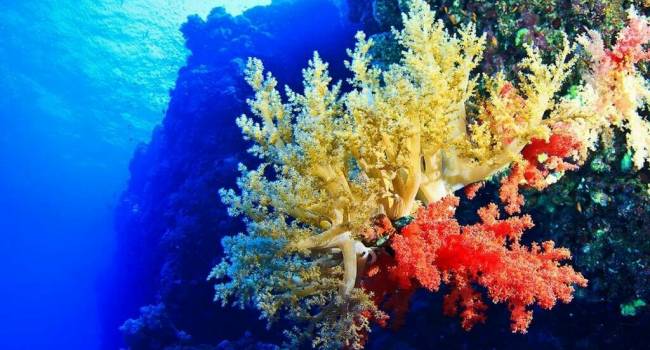Ученые рассказали об уникальном коралловом парке в Гренландском море